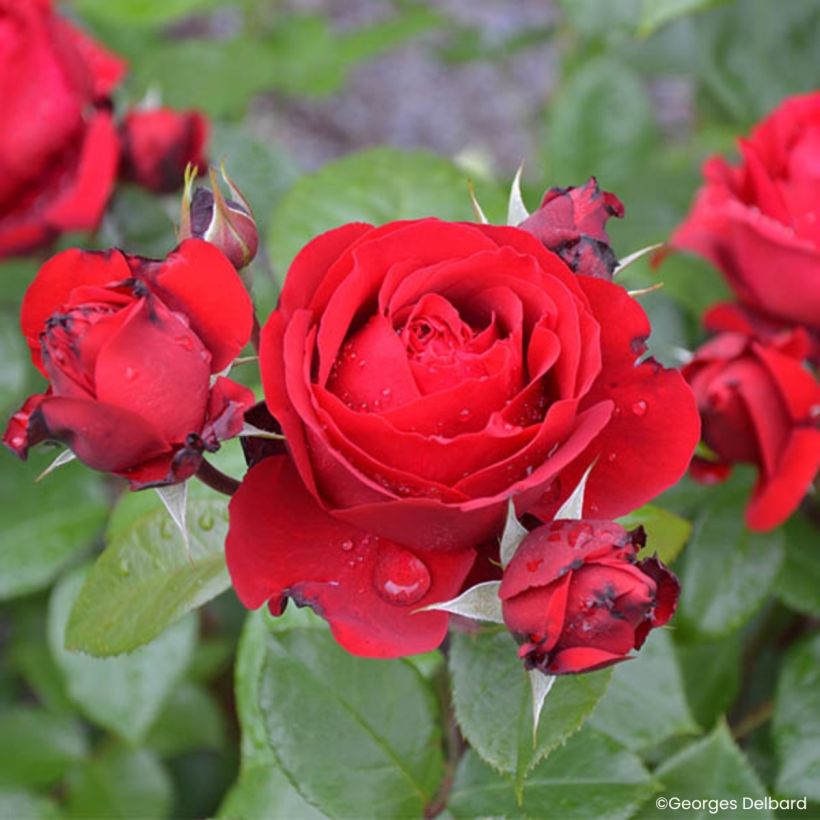 Rosa Société Nationale d’Horticulture de France (Fioritura)