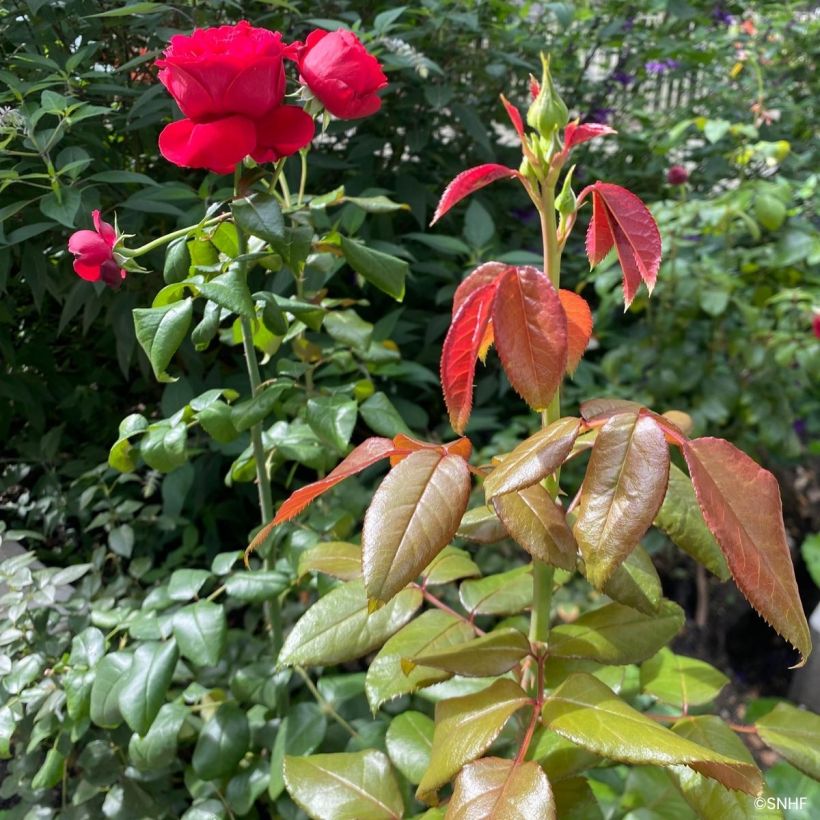 Rosa Société Nationale d’Horticulture de France (Fogliame)