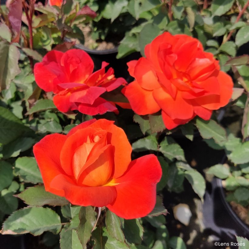 Rosa floribunda Super Trouper - Rosa a fiori raggruppati (Fioritura)