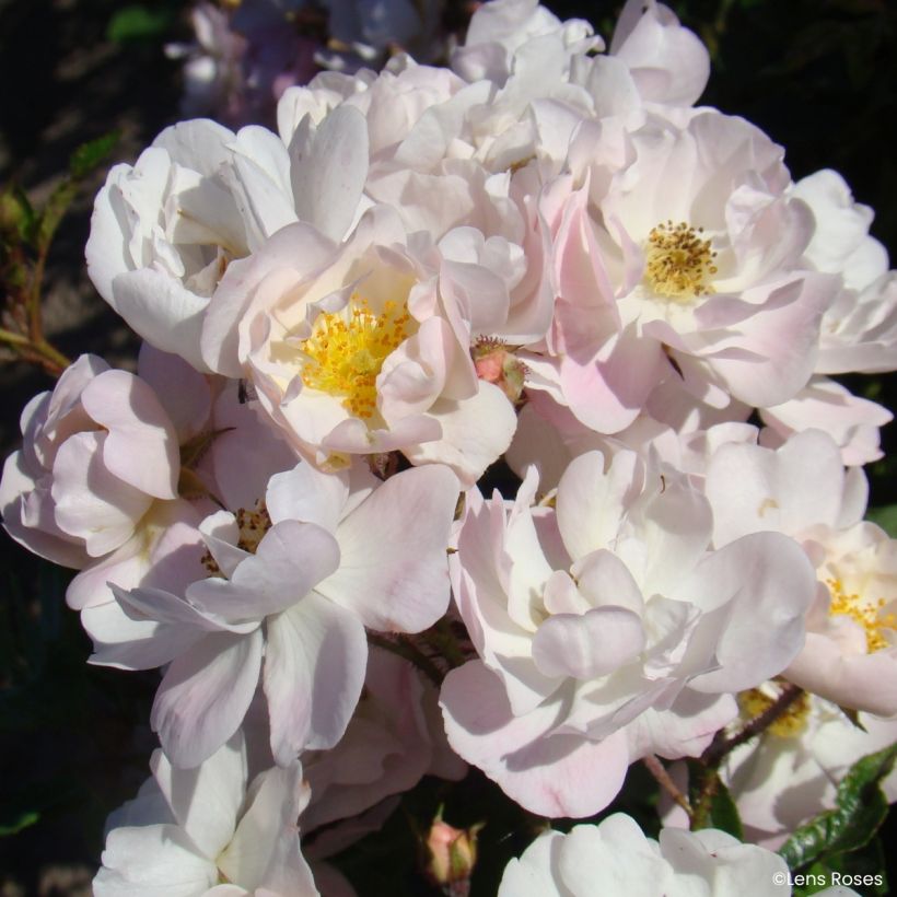 Rosa moscata Ma Fille Sara - Rosa tappezzante (Fioritura)