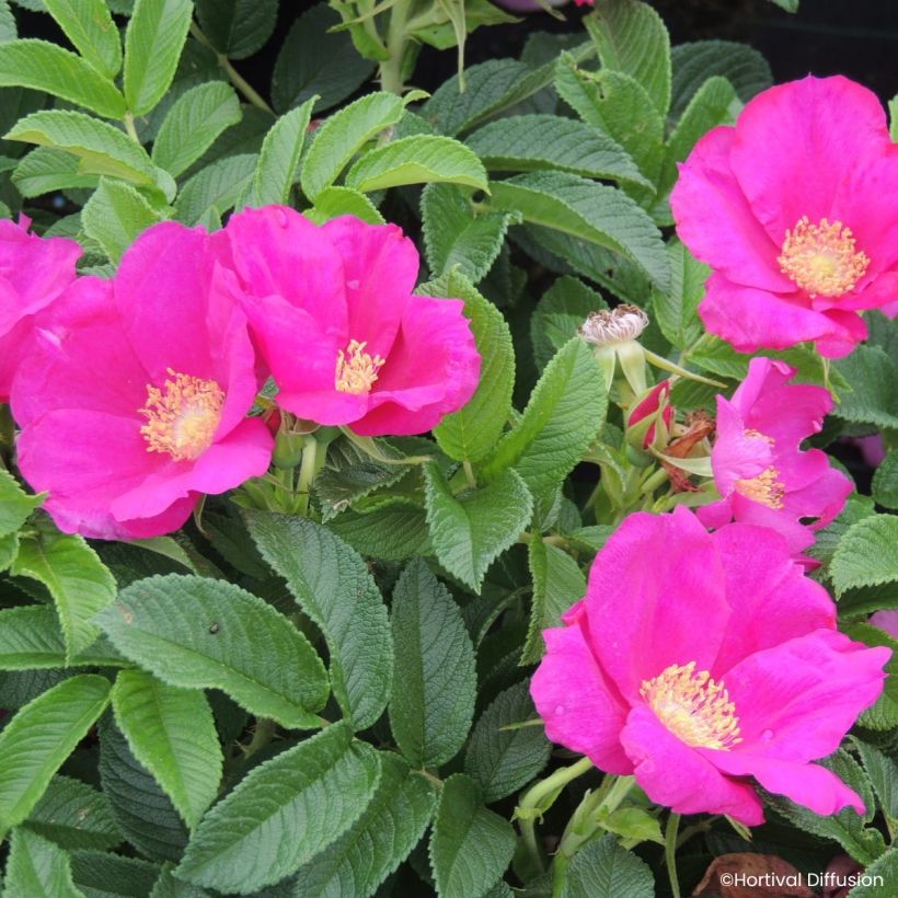 Rosier rugosa Angelia Eglantine (Fioritura)