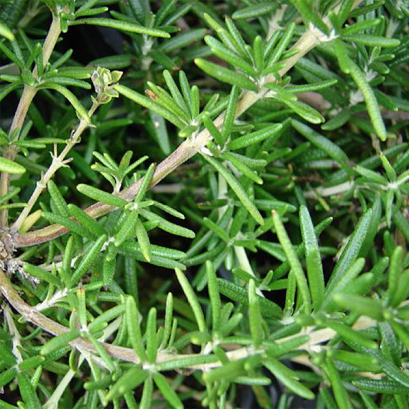 Rosmarinus officinalis - Rosmarino (Fogliame)