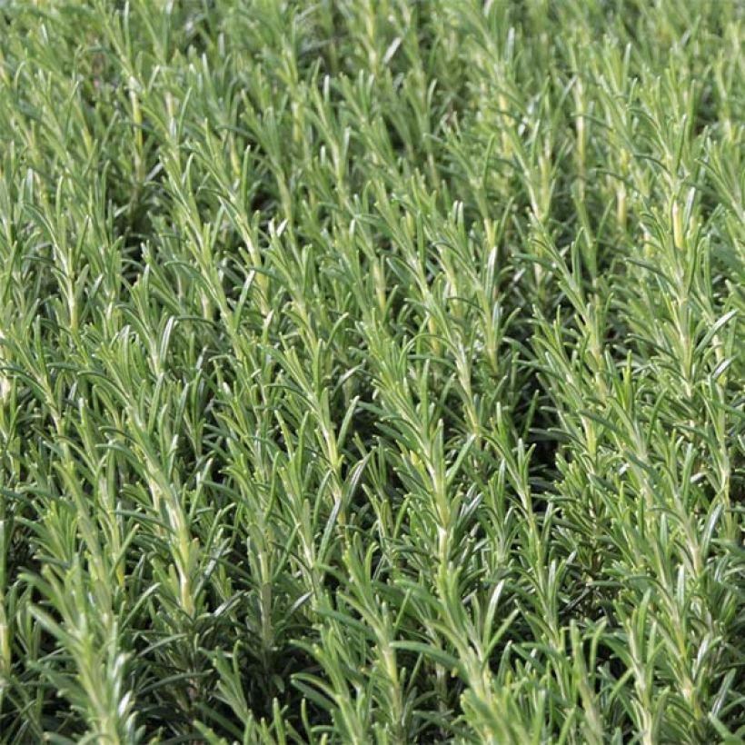 Rosmarinus officinalis Albiflorus - Rosmarino (Fogliame)