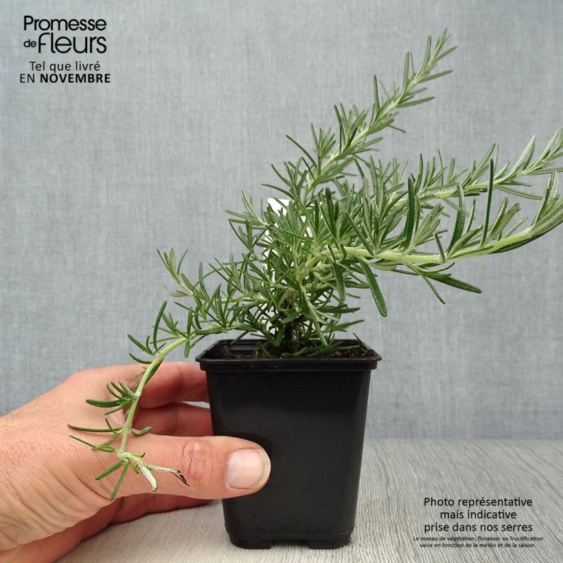 Esemplare di Rosmarinus officinalis Blue Cascade - Rosmarino Vasetto da 8/9 cm come consegnato in autunno