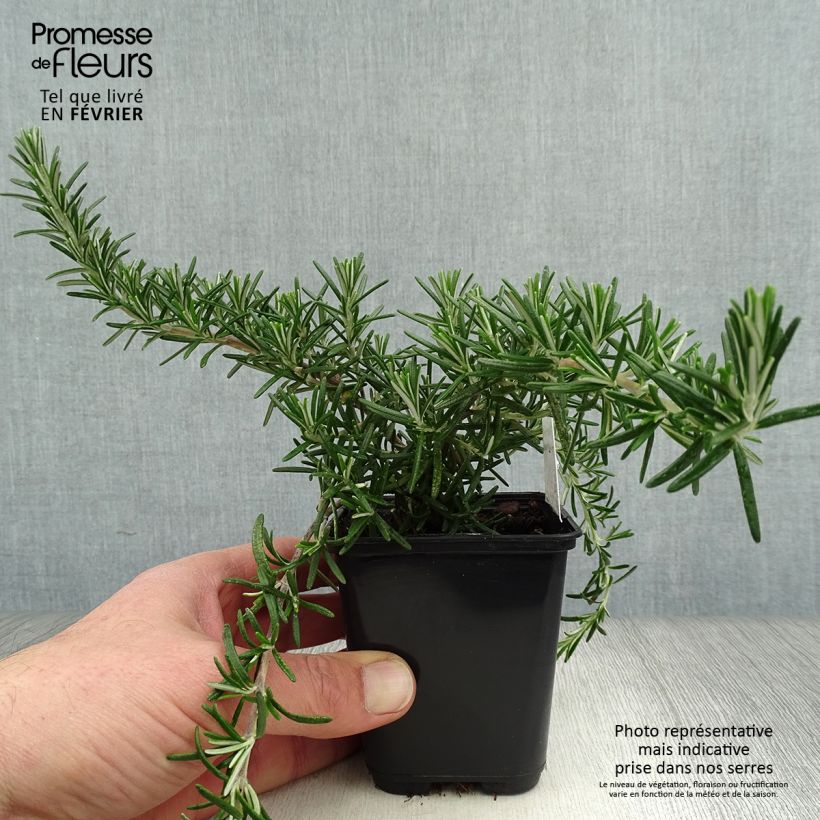 Rosmarinus officinalis Blue Cascade - Rosmarino Vasetto da 8/9 cm esemplare consegnato in inverno