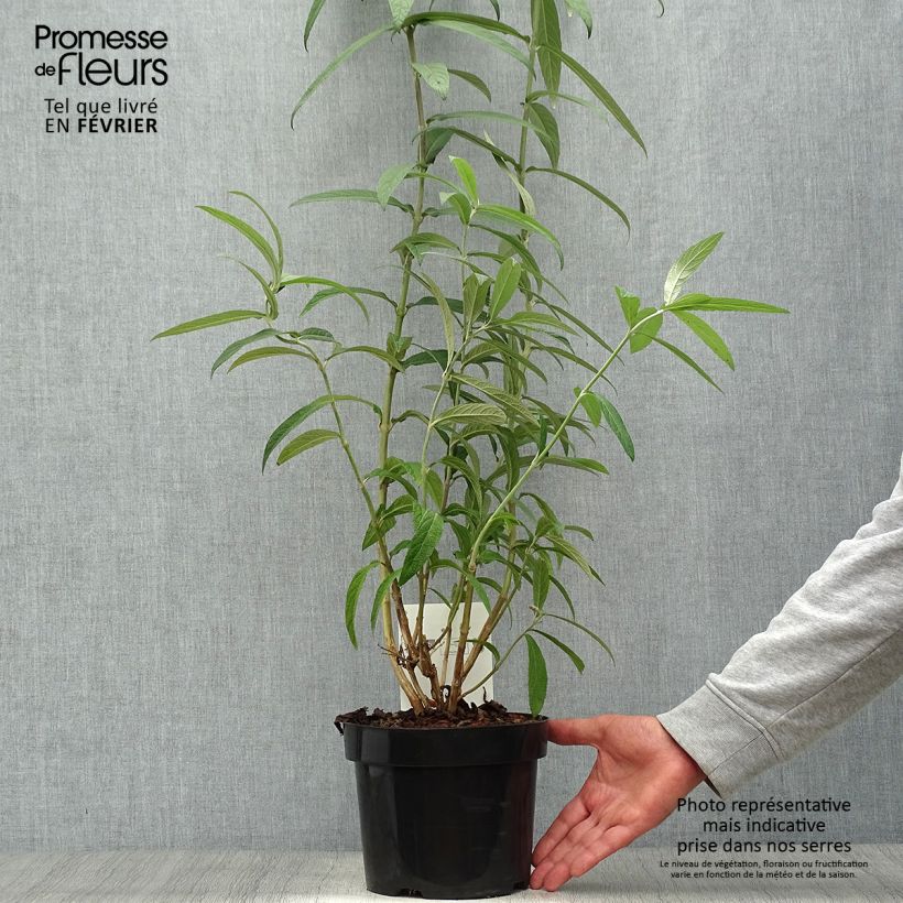 Esemplare di Rostrinucula dependens Happy Cascade Vaso da 3L/4L come consegnato in autunno