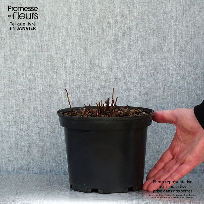 Lampone fragola Vaso da 2L/3L esemplare consegnato in inverno