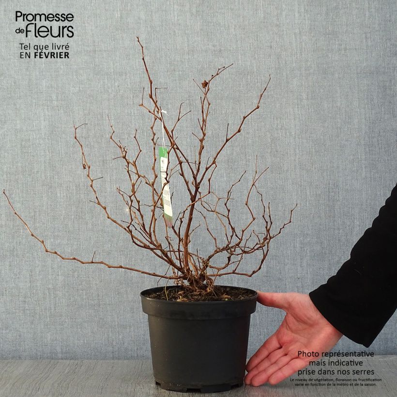 Rubus spectabilis Olympic Double - Rovo ornamentale Vaso da 3L/4L esemplare consegnato in inverno