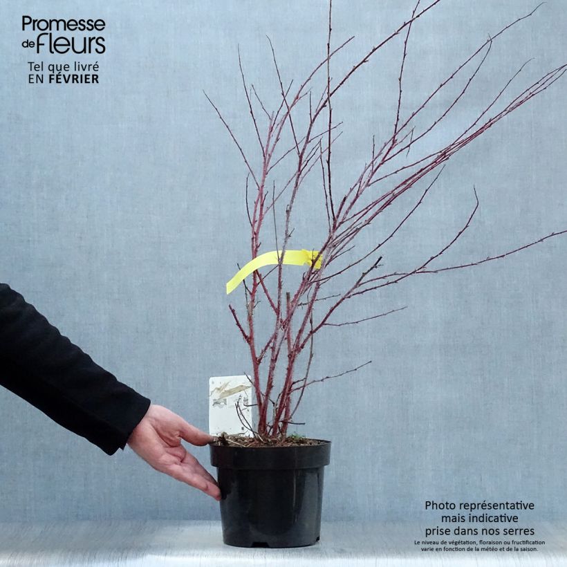 Rubus thibetanus Silver Fern - Rovo ornamentale Vaso da 3L/4L esemplare consegnato in inverno