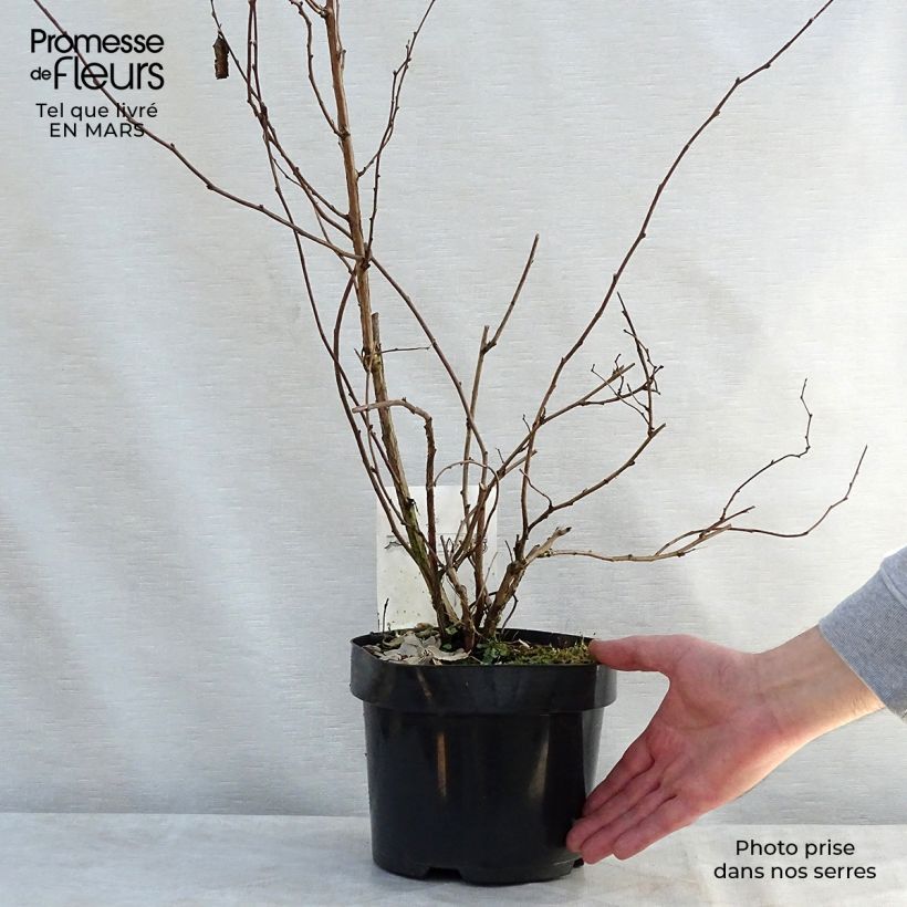 Rubus tridel Benenden - Rovo ornamentale Vaso da 3L/4L esemplare consegnato in primavera