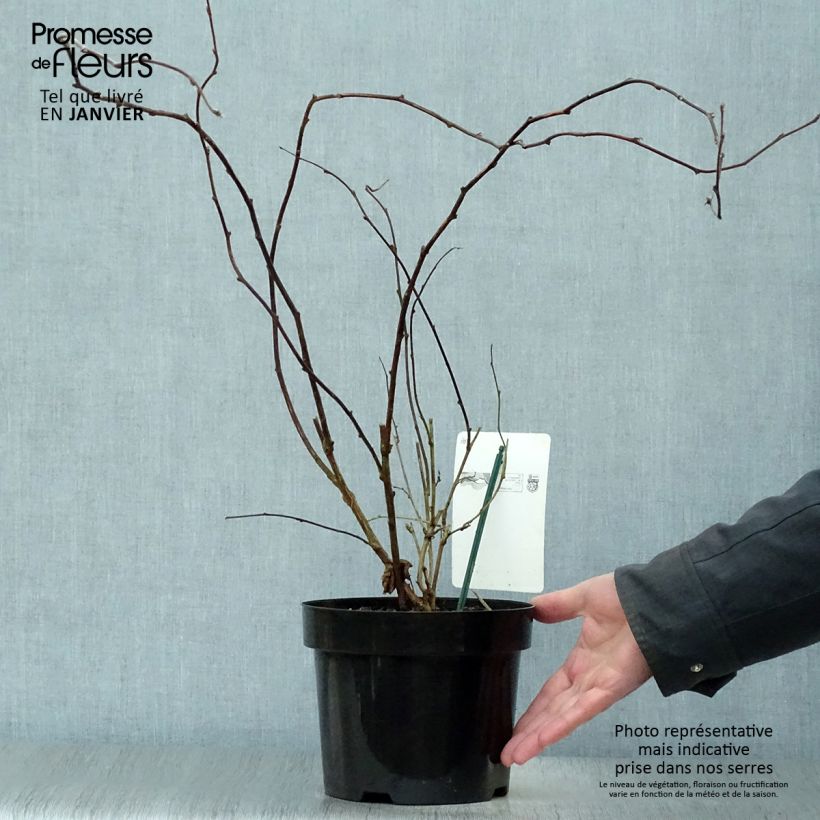 Rubus tridel Benenden - Rovo ornamentale Vaso da 3L/4L esemplare consegnato in inverno