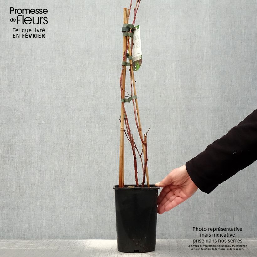 Lampone ibrido Glen Coe Vaso da 2L/3L esemplare consegnato in inverno