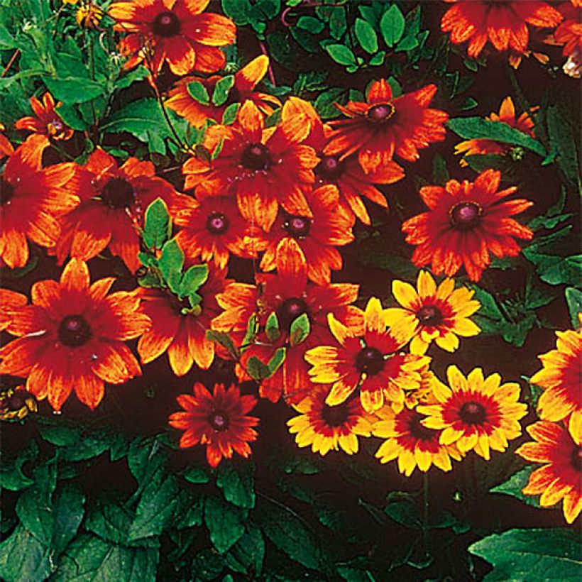Rudbeckia hirta Autumn Colors (Fioritura)
