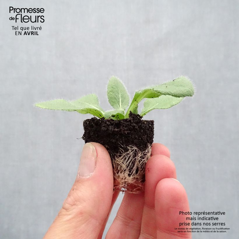 Rudbeckia hirta Sunbeckia Luna Mini zolla Ø 1,5/2,5 cm esemplare consegnato in primavera