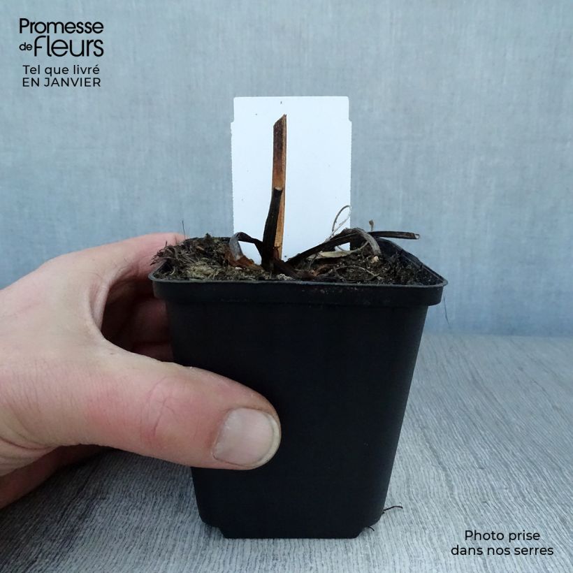 Rudbeckia fulgida Early Bird Gold Vasetto da 8/9 cm esemplare consegnato in inverno