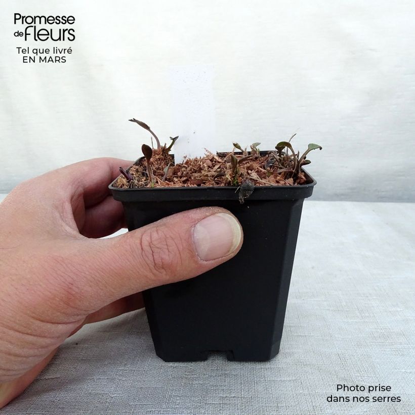 Rudbeckia fulgida Forever Gold Vasetto da 8/9 cm esemplare consegnato in inverno