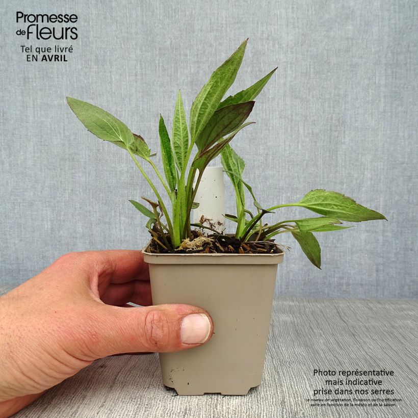 Rudbeckia fulgida Forever Gold Vasetto da 8/9 cm esemplare consegnato in primavera