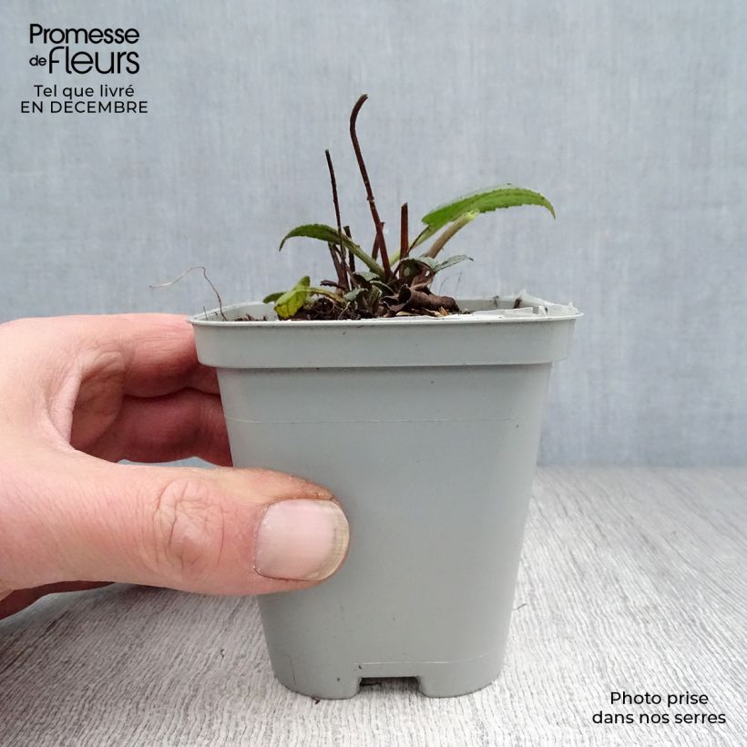 Rudbeckia fulgida Goldsturm Vasetto da 8/9 cm esemplare consegnato in inverno