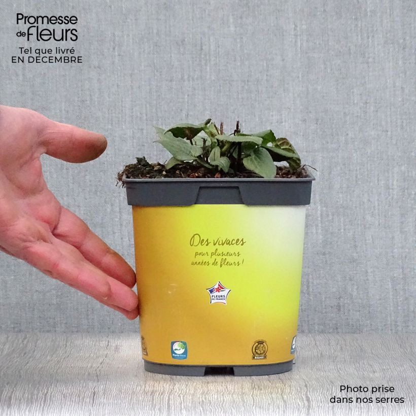 Rudbeckia fulgida Goldsturm Vaso da 2L/3L esemplare consegnato in inverno