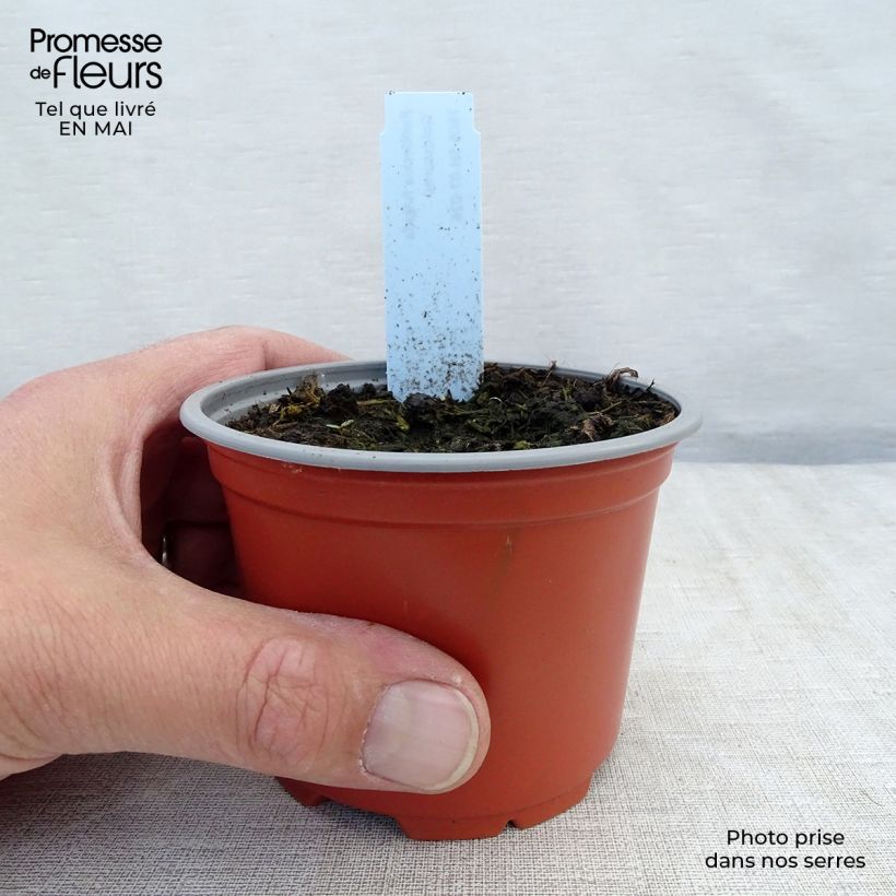 Rudbeckia fulgida Goldsturm Vasetto da 8/9 cm esemplare consegnato in primavera