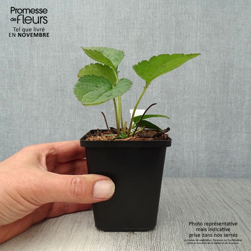 Esemplare di Rudbeckia fulgida Goldsturm Vasetto da 8/9 cm come consegnato in autunno
