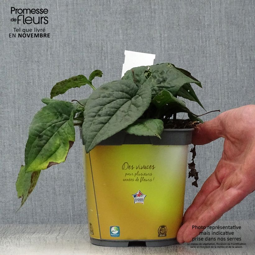 Esemplare di Rudbeckia fulgida Goldsturm Vaso da 2L/3L come consegnato in autunno