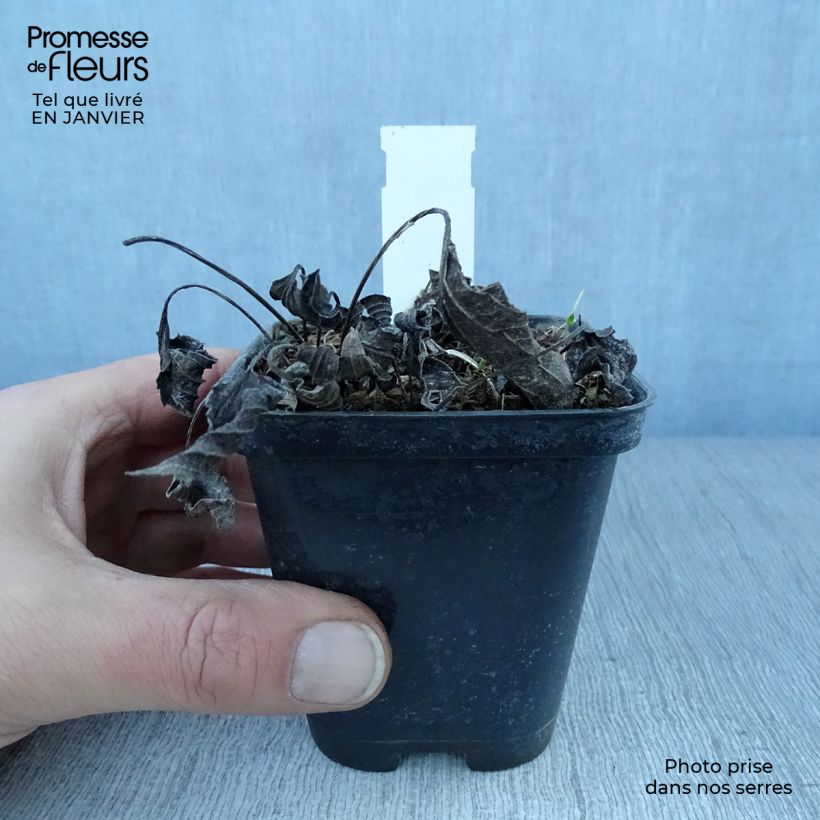 Rudbeckia fulgida var.sullivantii Little Goldstar Vasetto da 8/9 cm esemplare consegnato in inverno