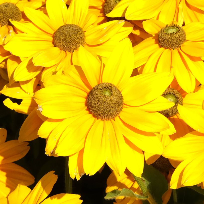 Rudbeckia hirta Sunbeckia Ophelia (Fioritura)