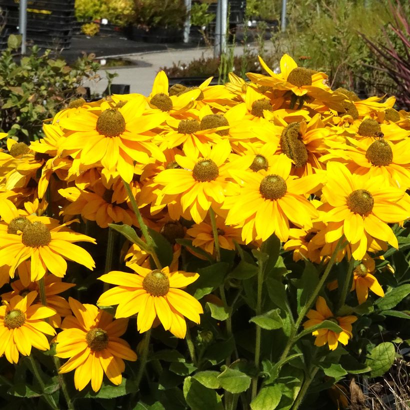 Rudbeckia hirta Sunbeckia Ophelia (Porto)
