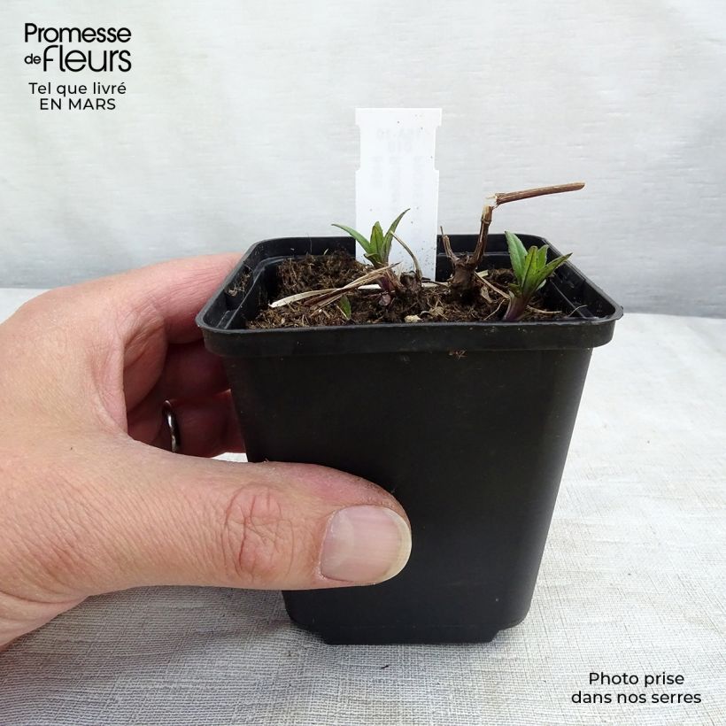 Rudbeckia laciniata Goldquelle Vasetto da 8/9 cm esemplare consegnato in primavera