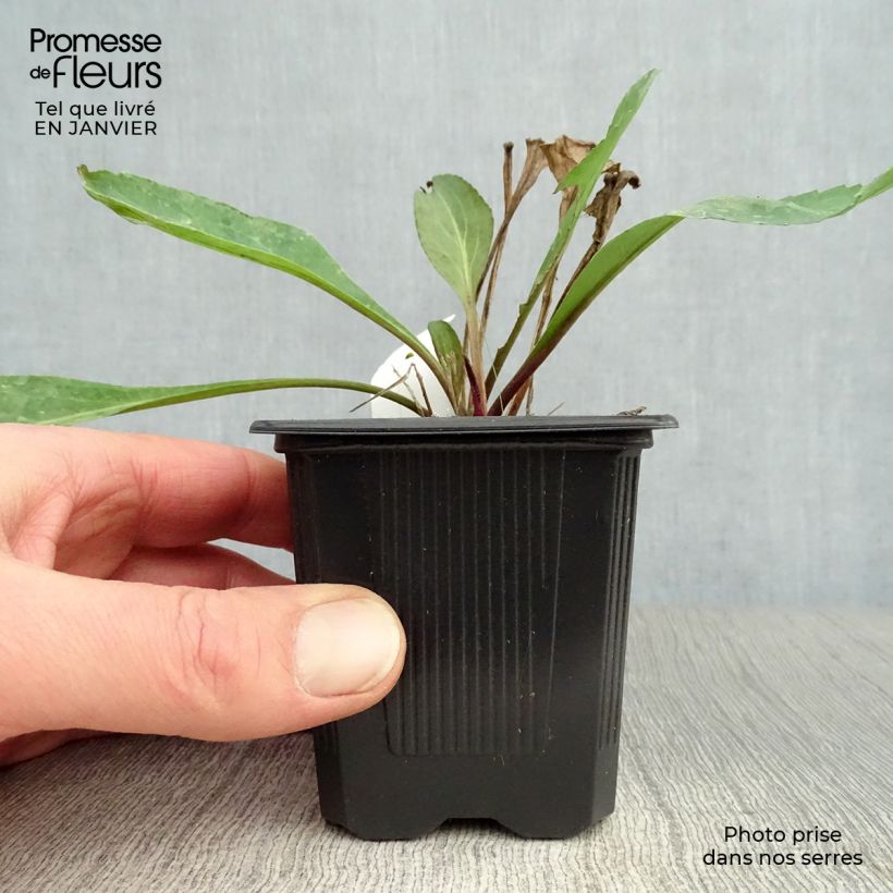 Rudbeckia maxima Vasetto da 8/9 cm esemplare consegnato in inverno