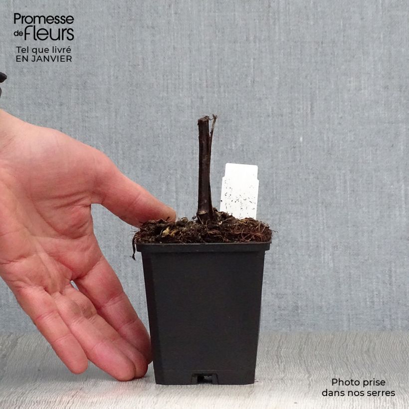 Rudbeckia nitida Herbstsonne Vasetto da 8/9 cm esemplare consegnato in inverno