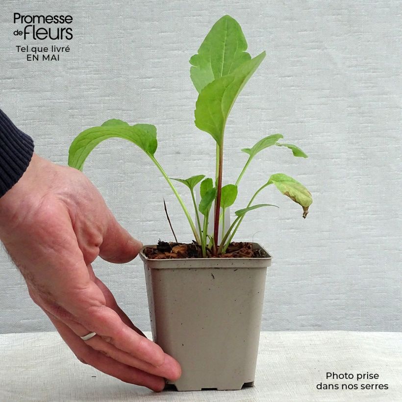 Rudbeckia occidentalis Green Wizard Vasetto da 8/9 cm esemplare consegnato in primavera