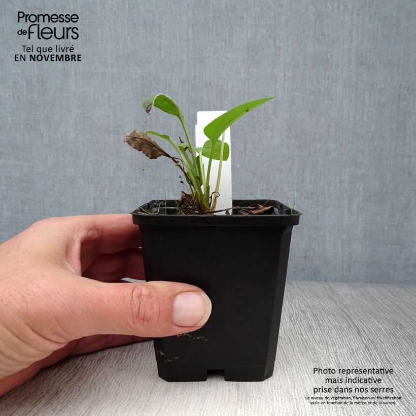 Esemplare di Rudbeckia occidentalis Green Wizard Vasetto da 8/9 cm come consegnato in autunno