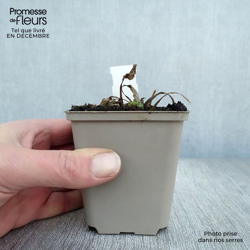 Rudbeckia occidentalis Green Wizard Vasetto da 8/9 cm esemplare consegnato in inverno