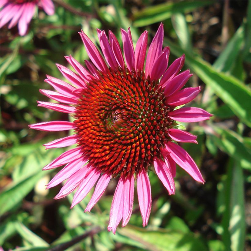 Echinacea purpurea Vintage Wine (Fioritura)