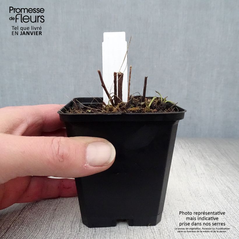 Rudbeckia subtomentosa Henry Eilers Vasetto da 8/9 cm esemplare consegnato in inverno