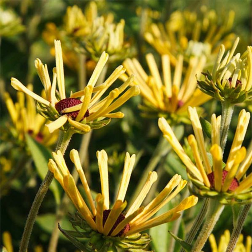Rudbeckia subtomentosa Little Henry (Fioritura)