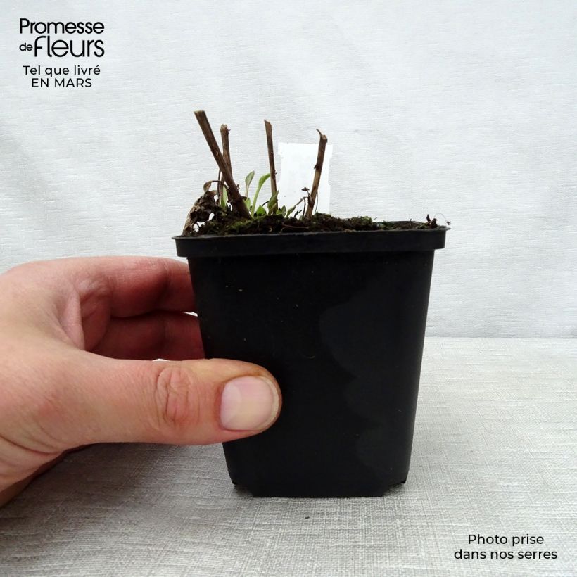 Rudbeckia subtomentosa Little Henry Vasetto da 8/9 cm esemplare consegnato in primavera