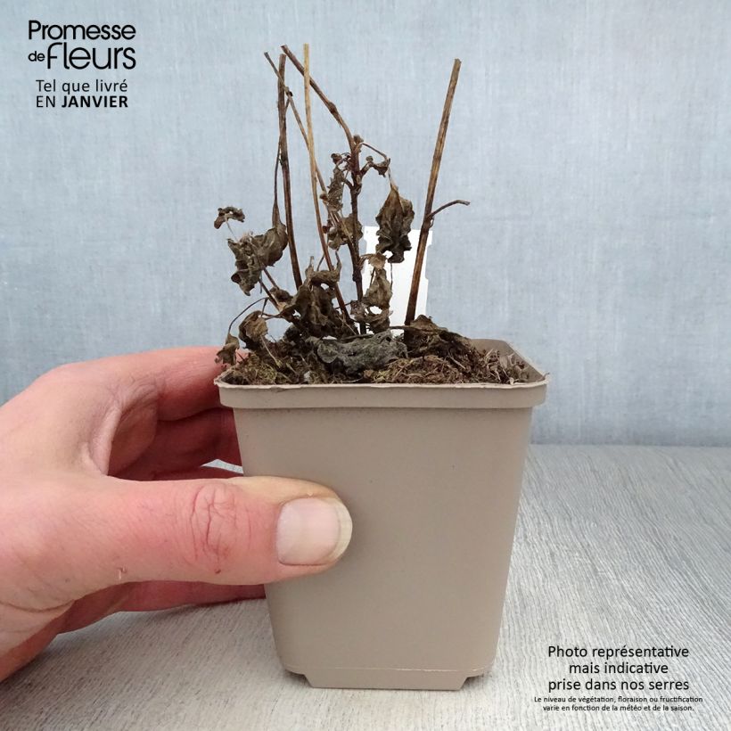 Rudbeckia subtomentosa Little Henry Vasetto da 8/9 cm esemplare consegnato in inverno