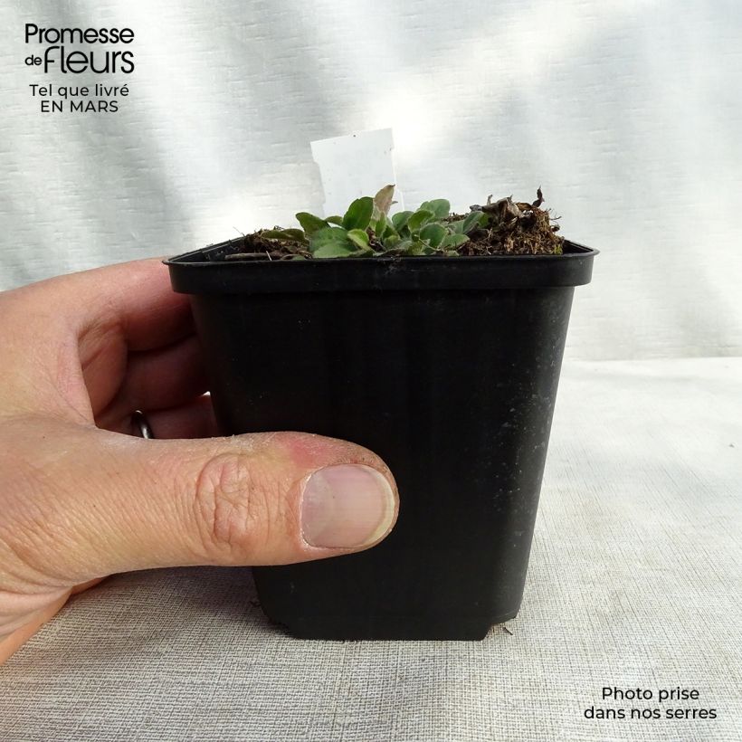 Rudbeckia triloba Prairie Glow Vasetto da 8/9 cm esemplare consegnato in inverno