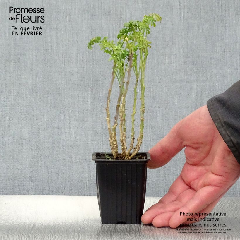 Ruta graveolens - Ruta comune Vasetto da 7/8 cm esemplare consegnato in inverno
