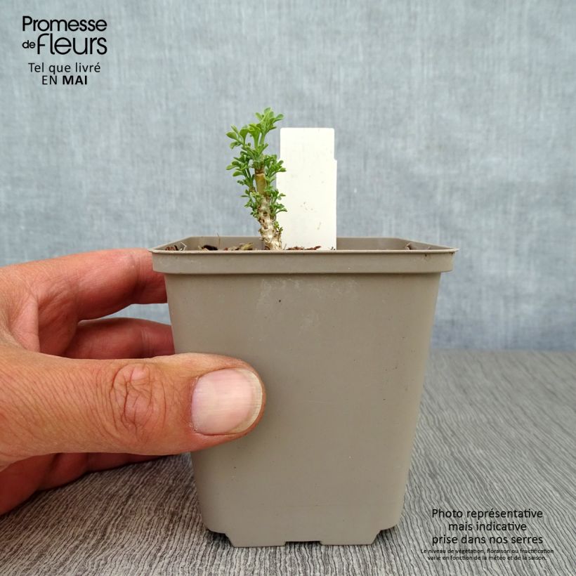 Ruta graveolens Jackman's blue - Ruta comune Vasetto da 8/9 cm esemplare consegnato in primavera