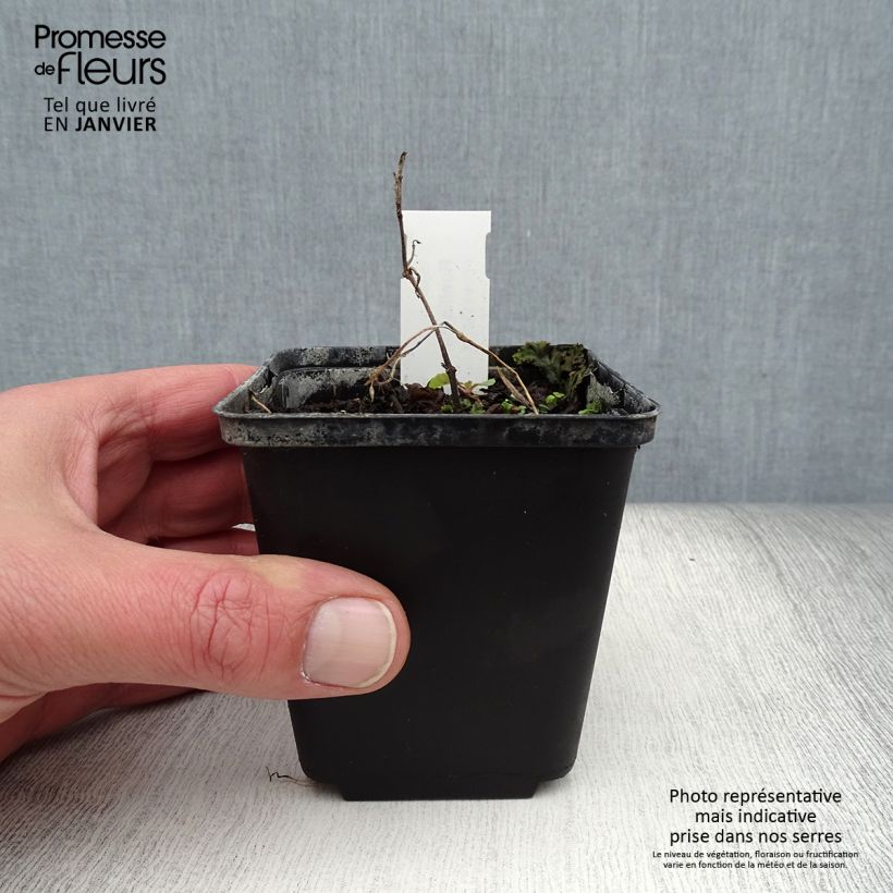 Ruellia humilis Vasetto da 8/9 cm esemplare consegnato in inverno