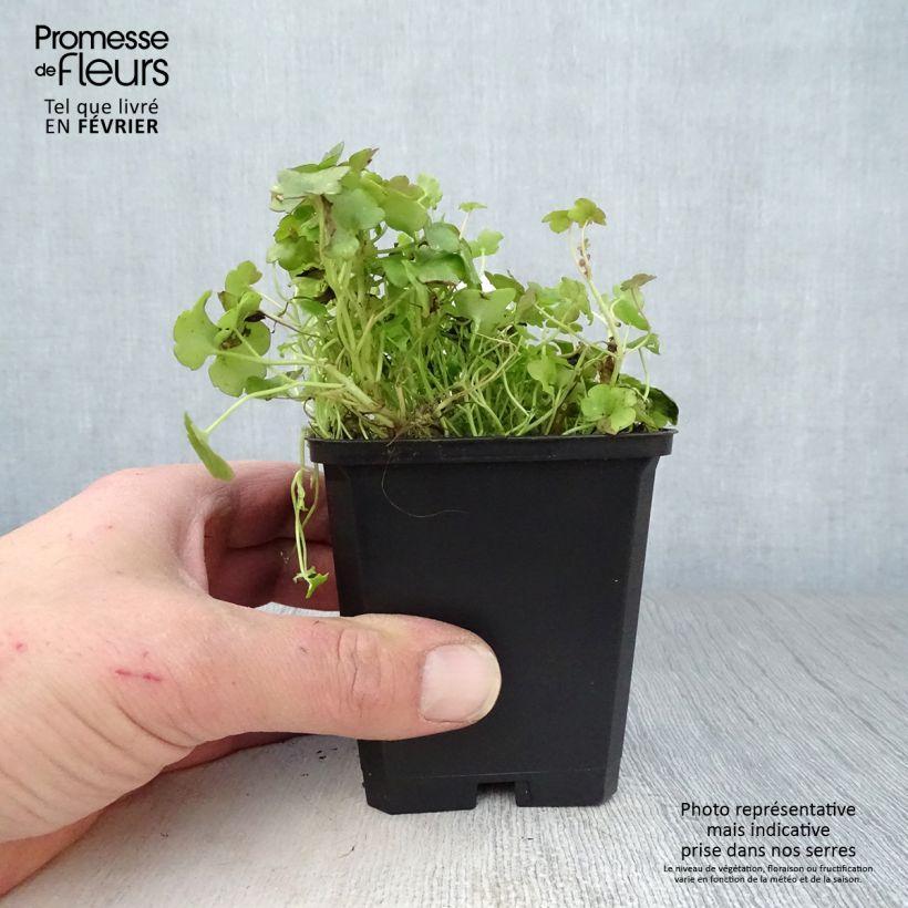 Cymbalaria muralis - Ciombolino comune Vasetto da 8/9 cm esemplare consegnato in inverno