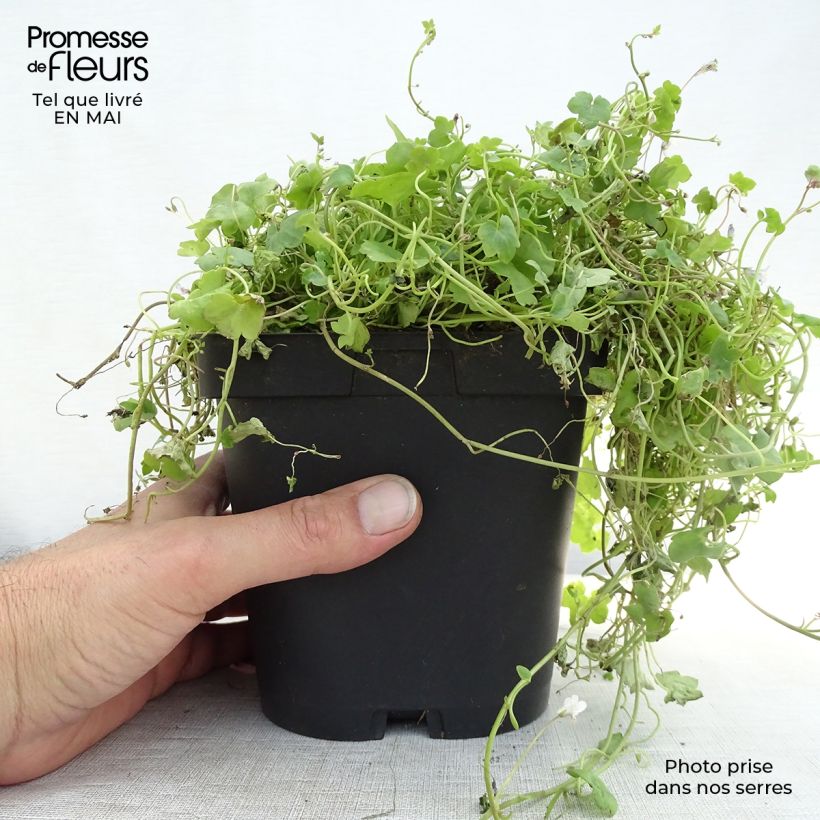 Cymbalaria muralis - Ciombolino comune Vasetto da 8/9 cm esemplare consegnato in primavera