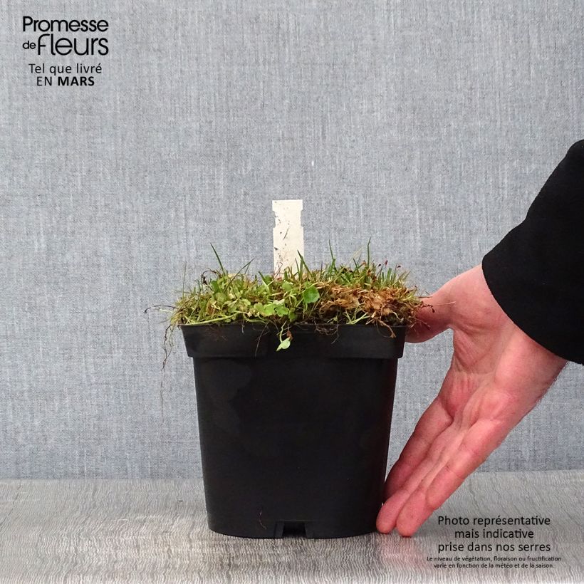 Cymbalaria muralis - Ciombolino comune Vaso da 2L/3L esemplare consegnato in inverno