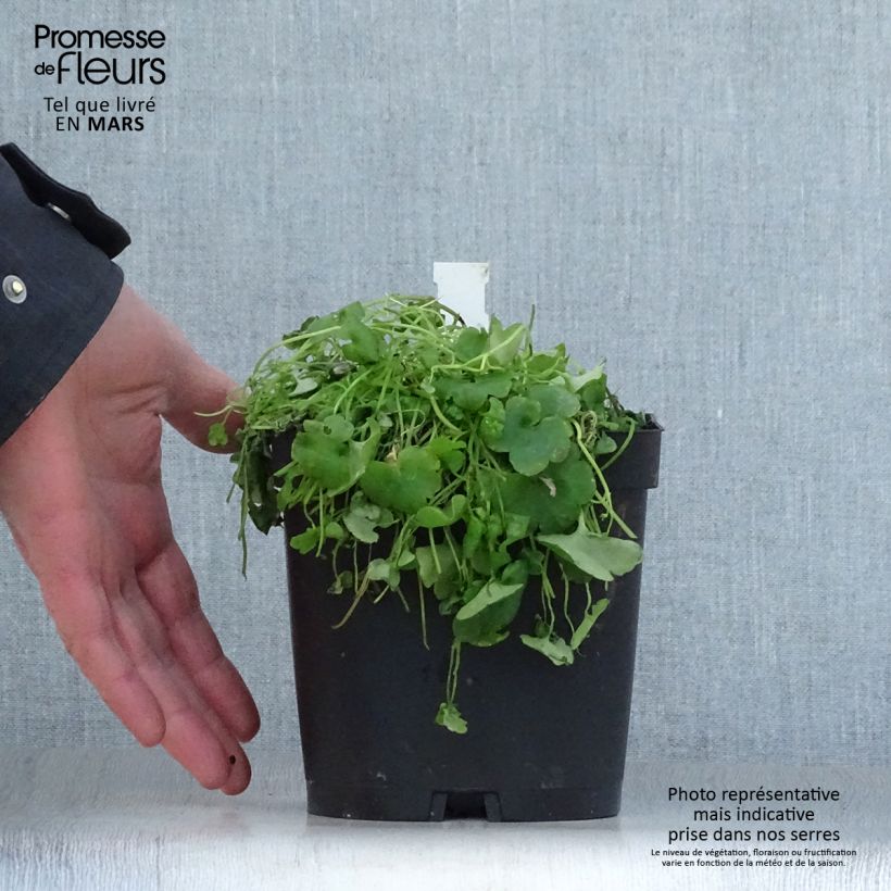 Cymbalaria muralis - Ciombolino comune Vaso da 2L/3L esemplare consegnato in primavera