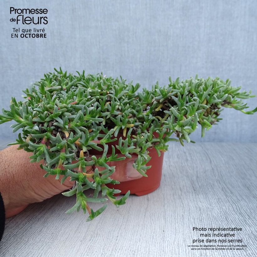 Esemplare di Ruschia prostrata Vasetto da 8/9 cm come consegnato in autunno