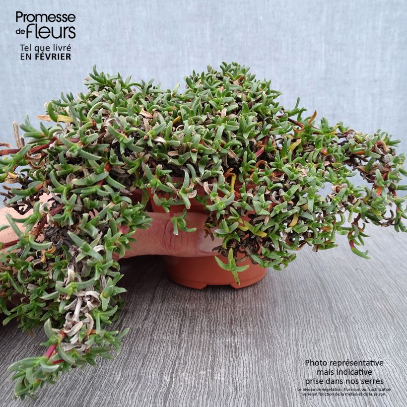 Ruschia prostrata Vasetto da 8/9 cm esemplare consegnato in inverno